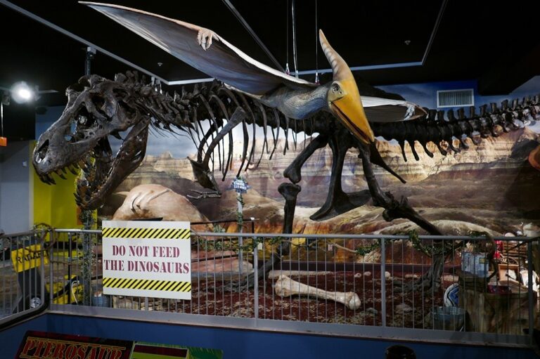 dinosaur replica at museum