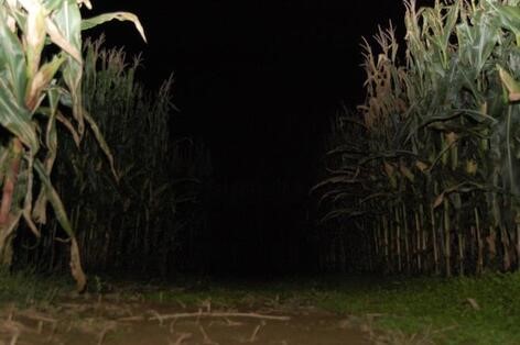 corn maze